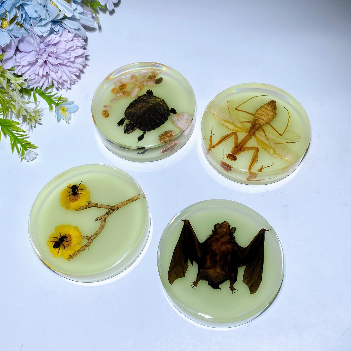 8.5cm Luminous Round Slab with Insect Crystal Healing Bulk Wholesale