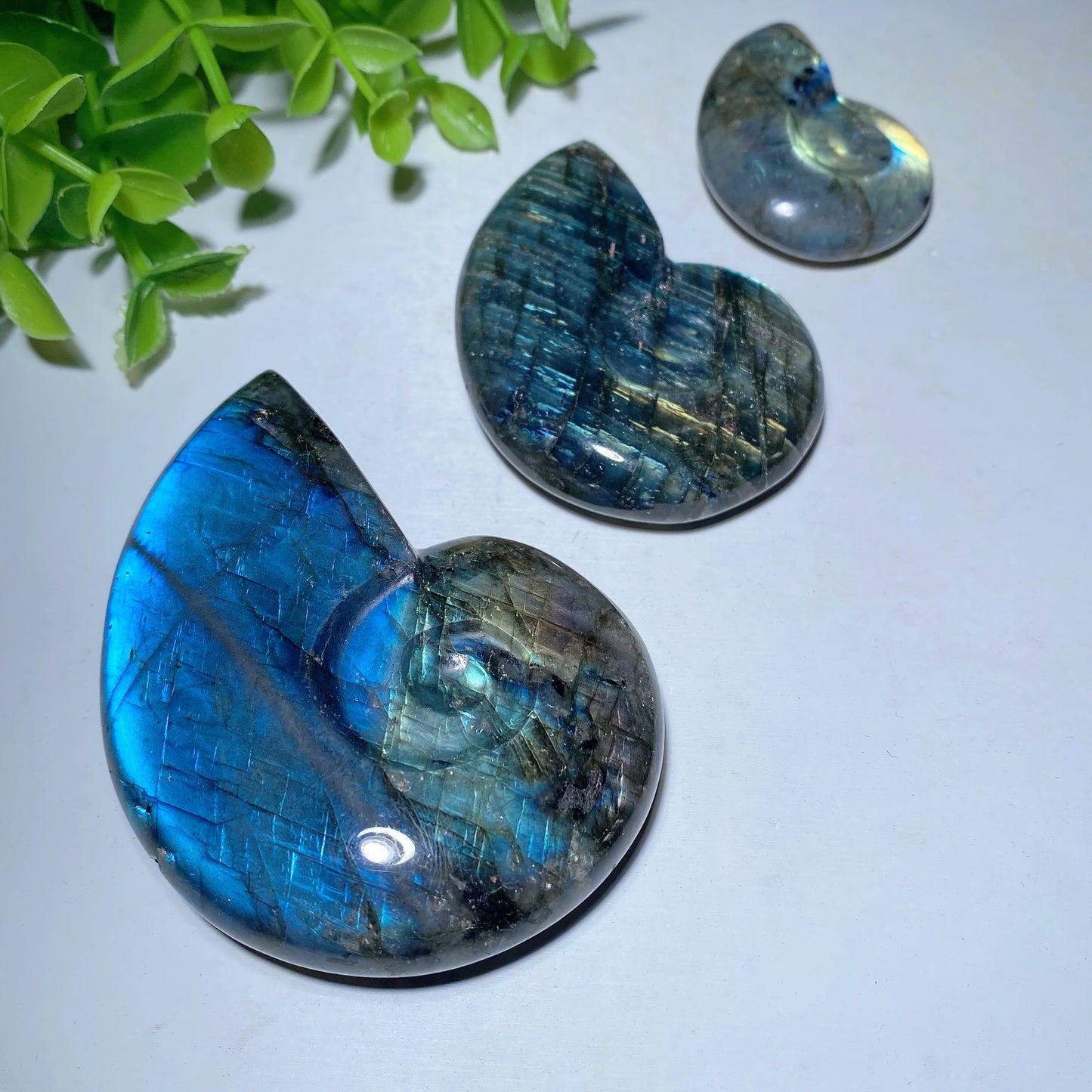 1.5"-3.0" Labradorite Shell Carvings Crystal Healing Bulk Wholesale