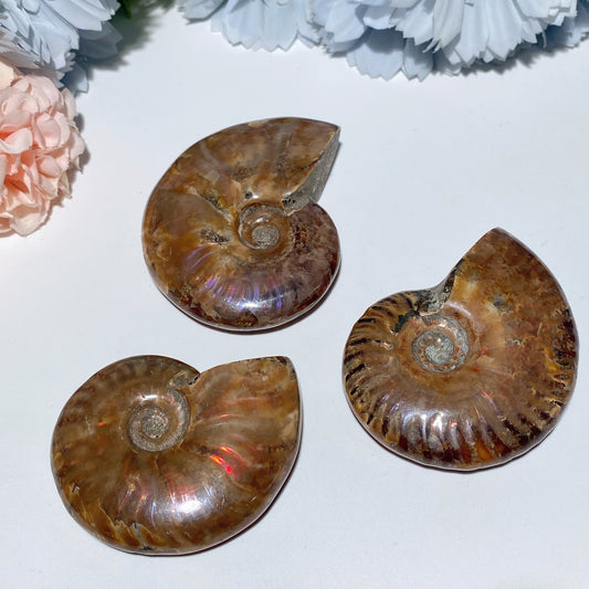2.0"-3.0" Ammonite Specimen Crystal Healing Bulk Wholesale