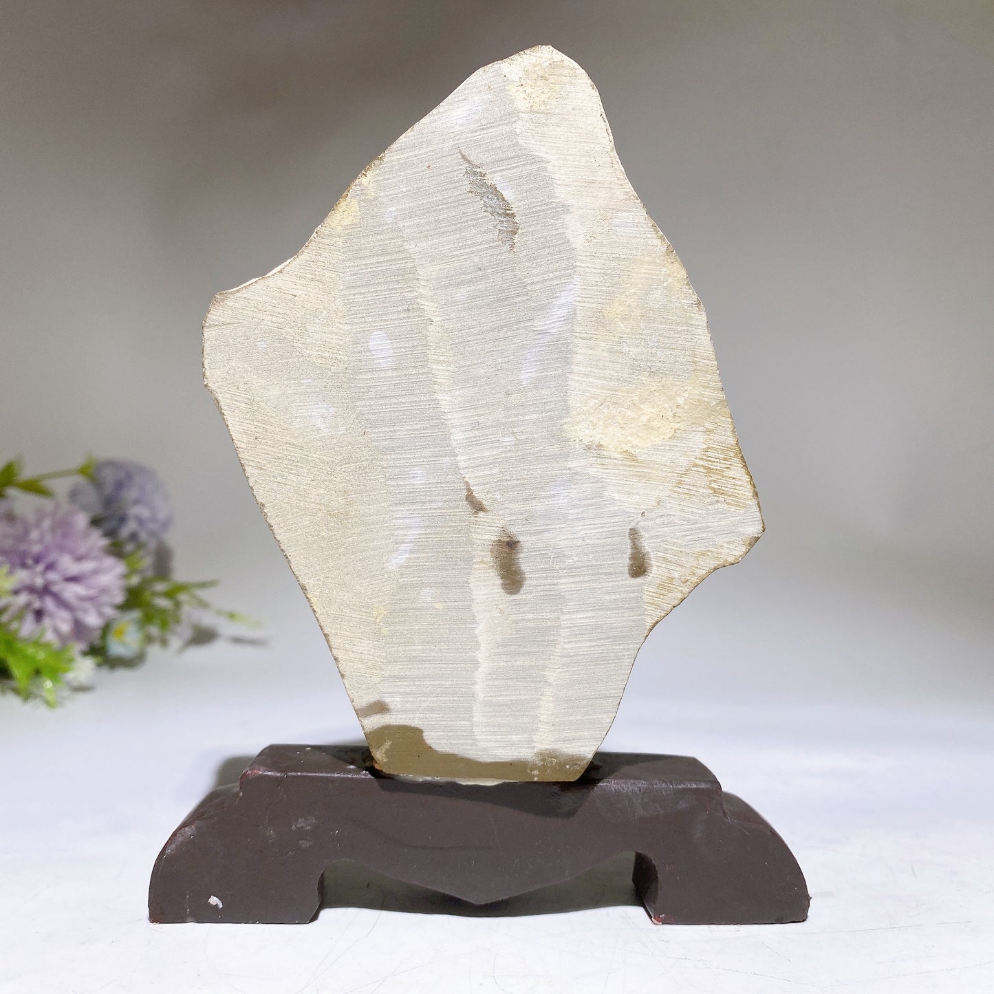 Fossil Trilobite Specimen Free Form with Gift Box Crystal Healing Bulk Wholesale