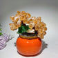 6.0" Amethyst Citrine Treasure Tree Free Form  Crystal Healing Bulk Wholesale