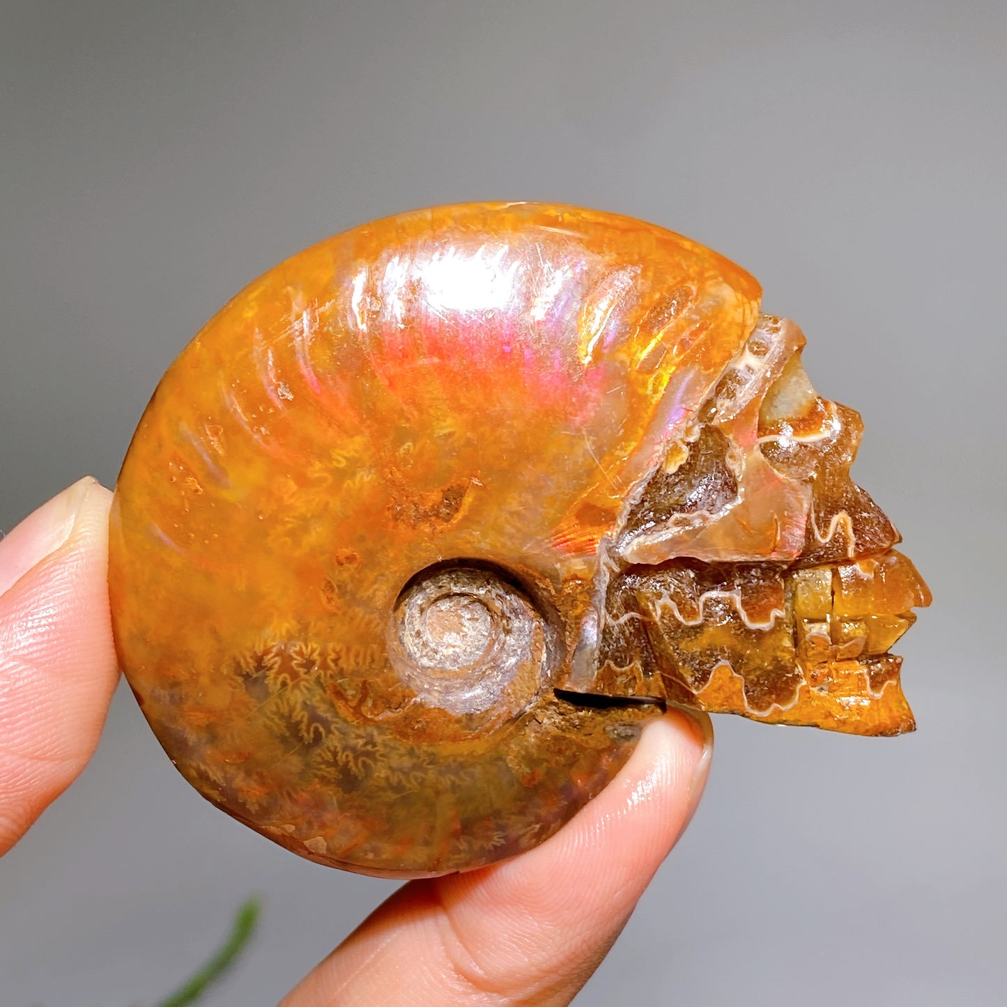 1.8"-2.5" Natural Ammonite Skull Carving Wholesale