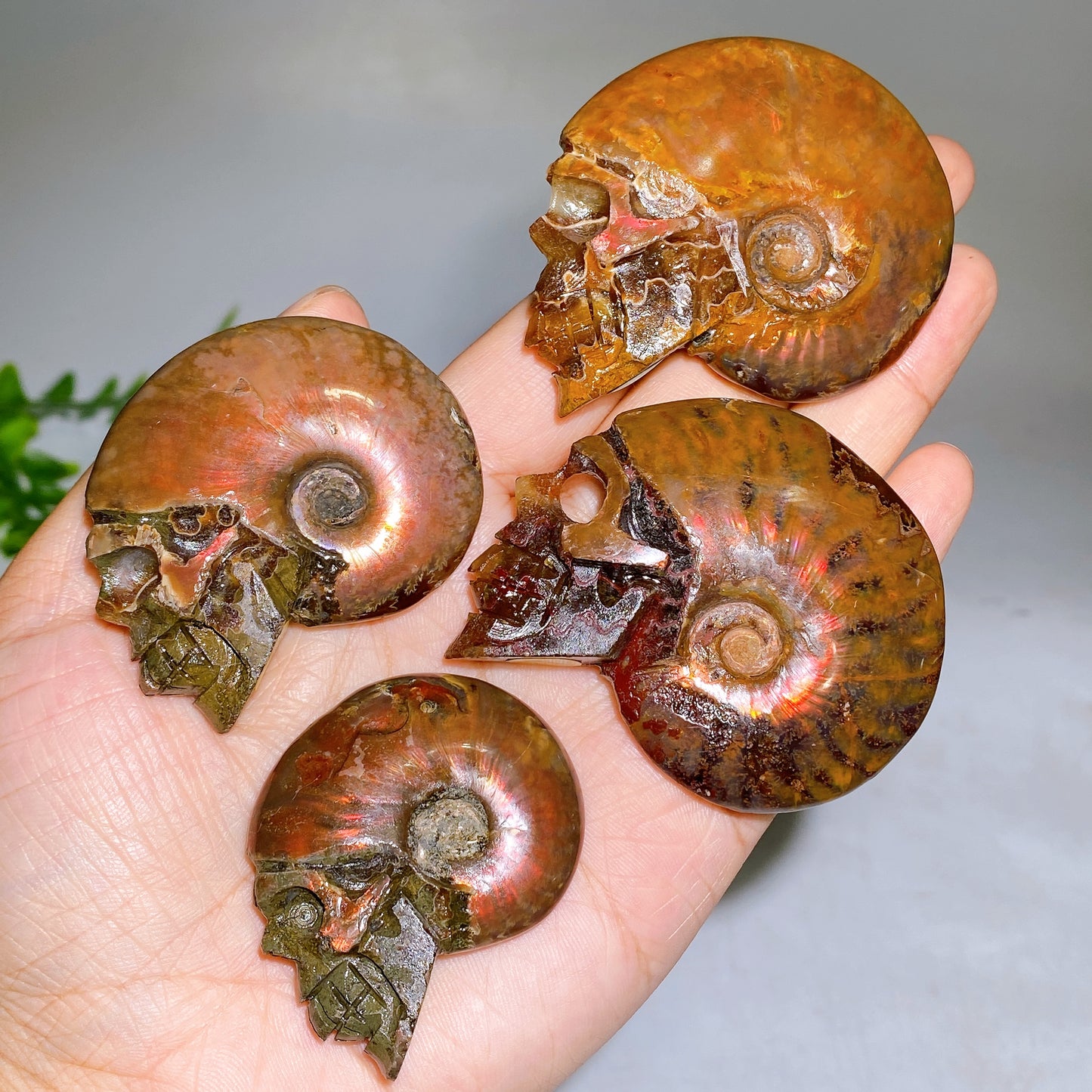 1.8"-2.5" Natural Ammonite Skull Carving Wholesale