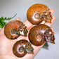 1.8"-2.5" Natural Ammonite Skull Carving Wholesale