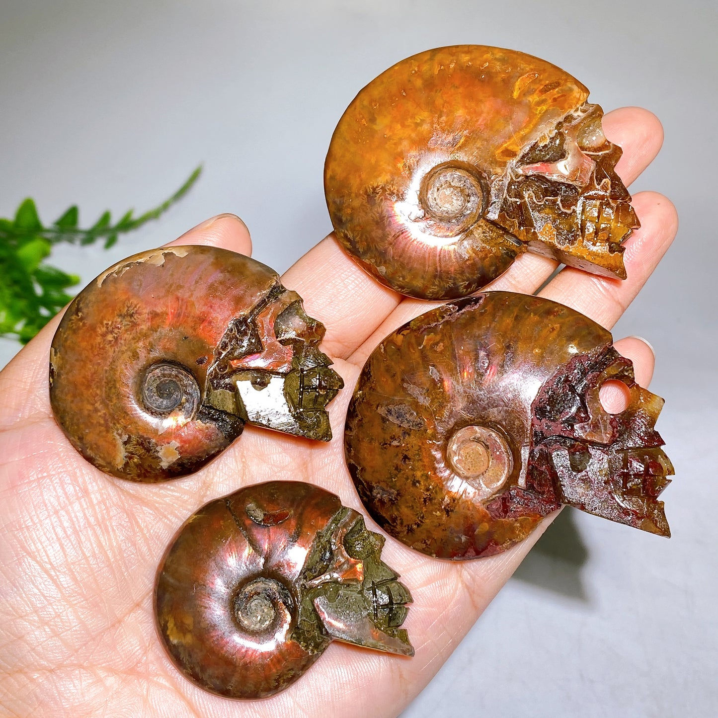 1.8"-2.5" Natural Ammonite Skull Carving Wholesale
