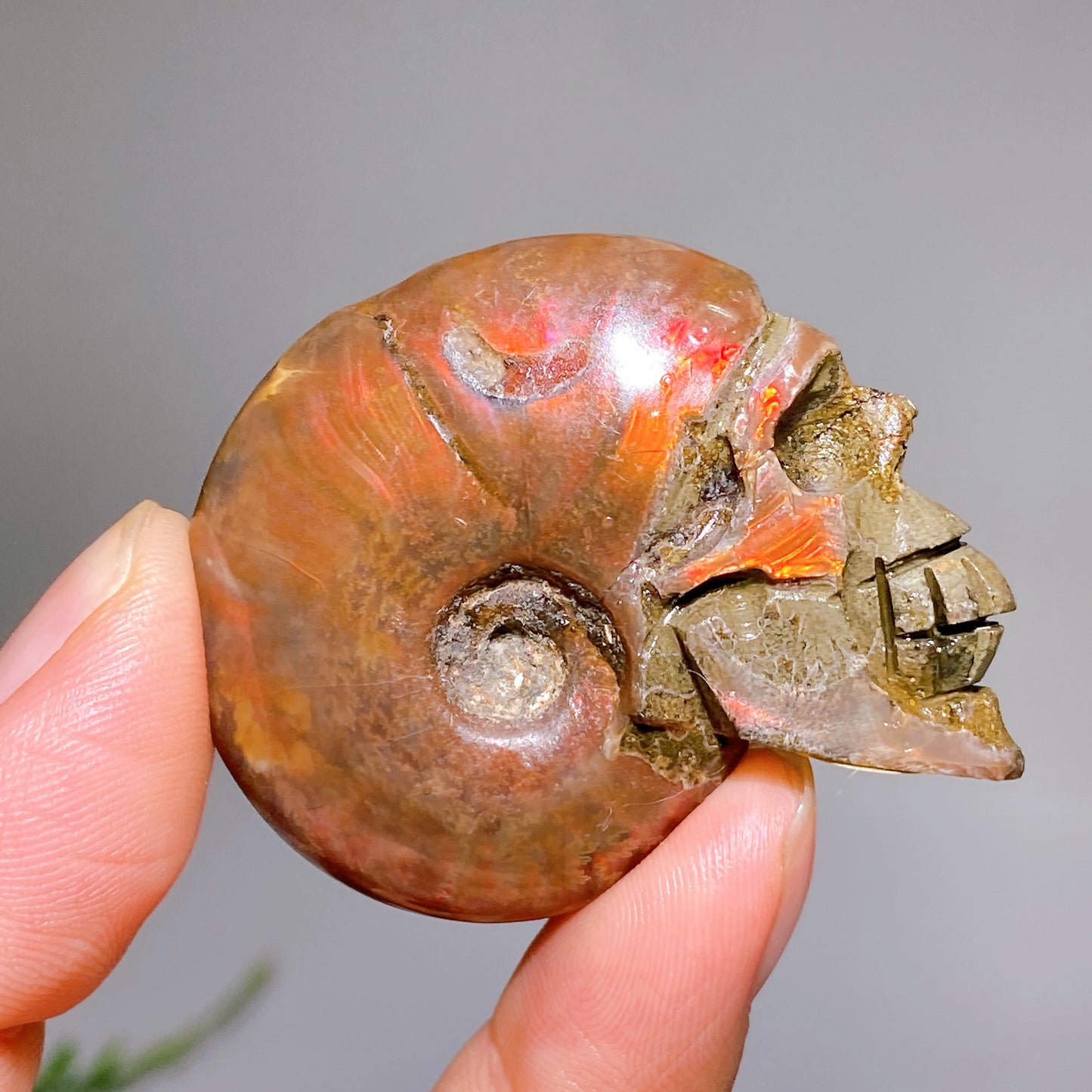 1.8"-2.5" Natural Ammonite Skull Carving Wholesale