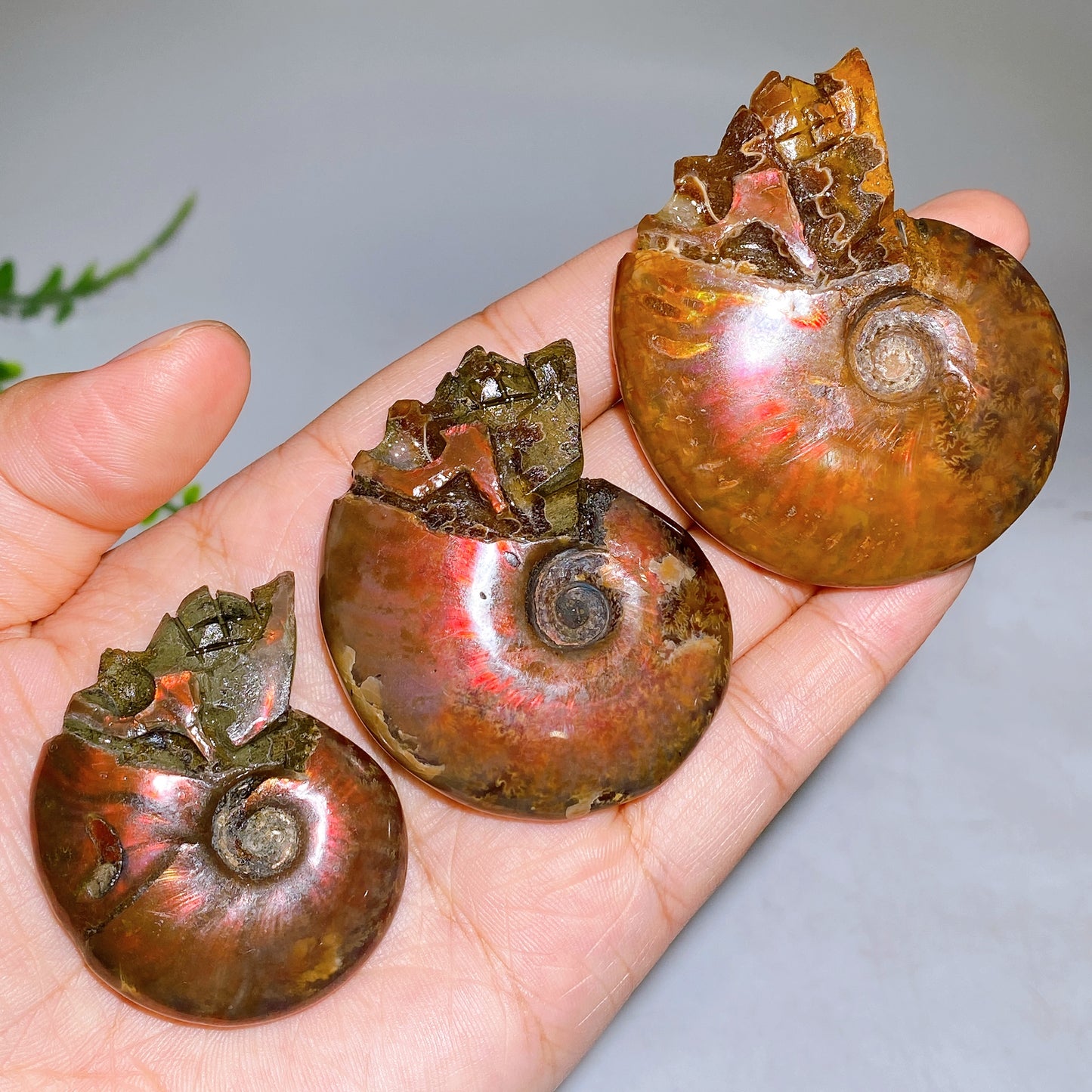 1.8"-2.5" Natural Ammonite Skull Carving Wholesale
