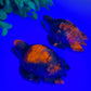2.7" UV Reactive Hackmanite Turtle Carvings Crystal Healing Bulk Wholesale