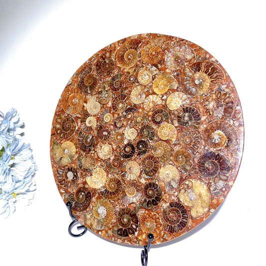 25cm Ammonite Round Slab Crystal Healing Bulk Wholesale