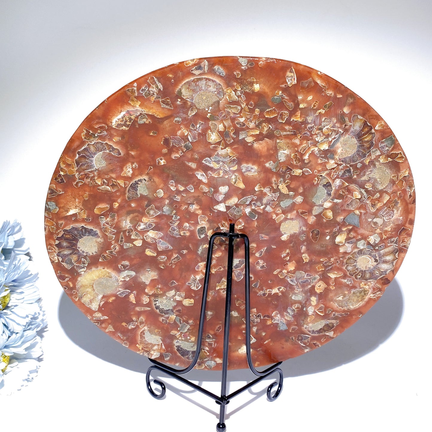 25cm Ammonite Round Slab Bulk Wholesale