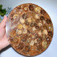 25cm Ammonite Round Slab Bulk Wholesale