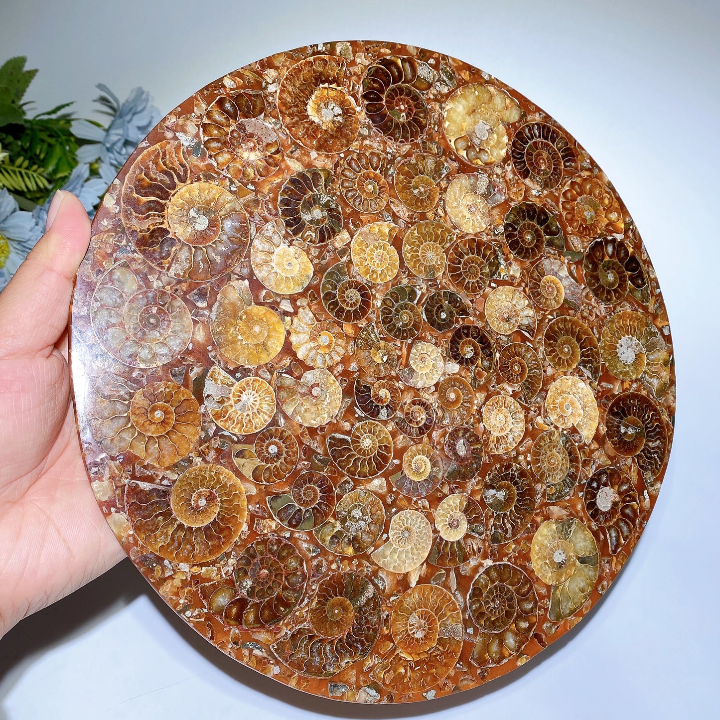 25cm Ammonite Round Slab Bulk Wholesale