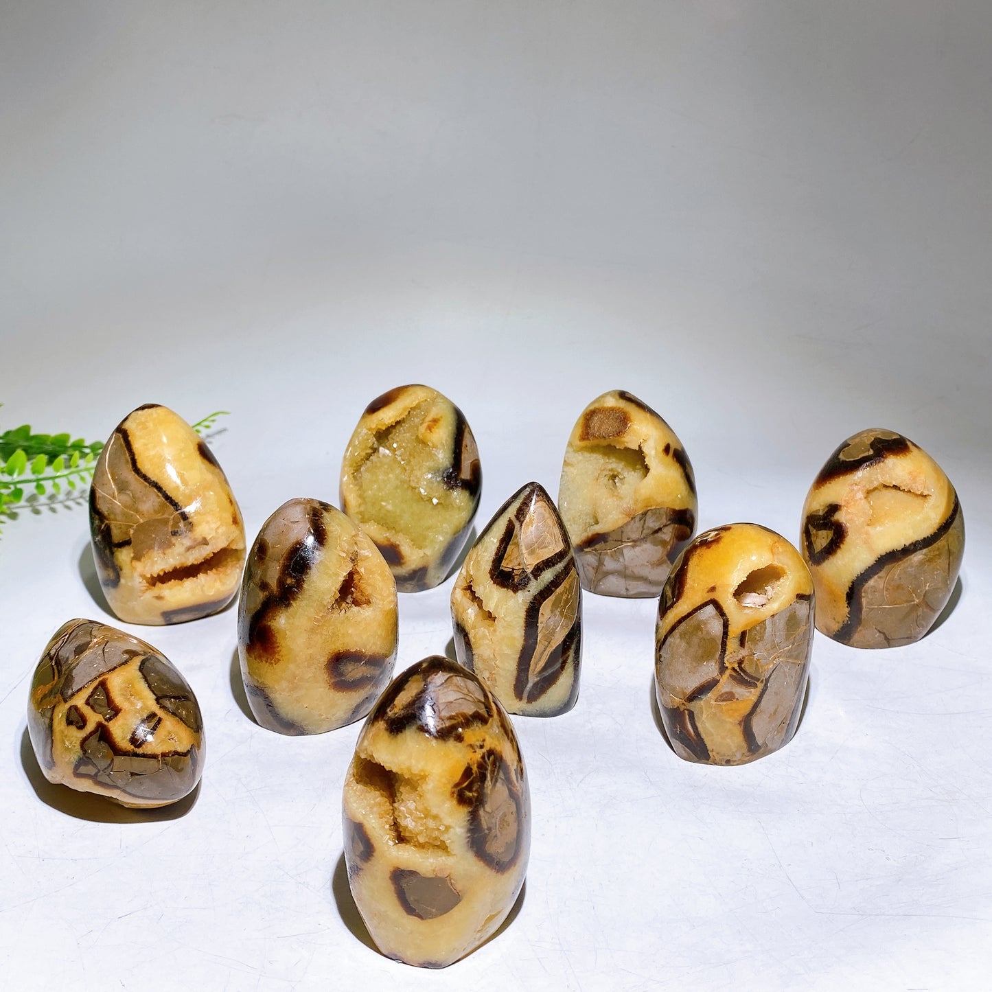 2.2"-4.0" Natural Serptarium Egg Wholesale