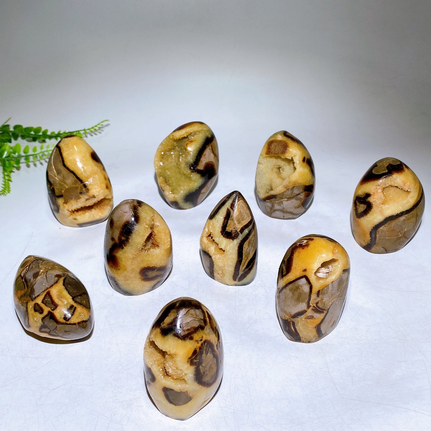 2.2"-4.0" Natural Serptarium Egg Wholesale
