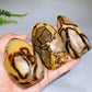 2.2"-4.0" Natural Serptarium Egg Wholesale