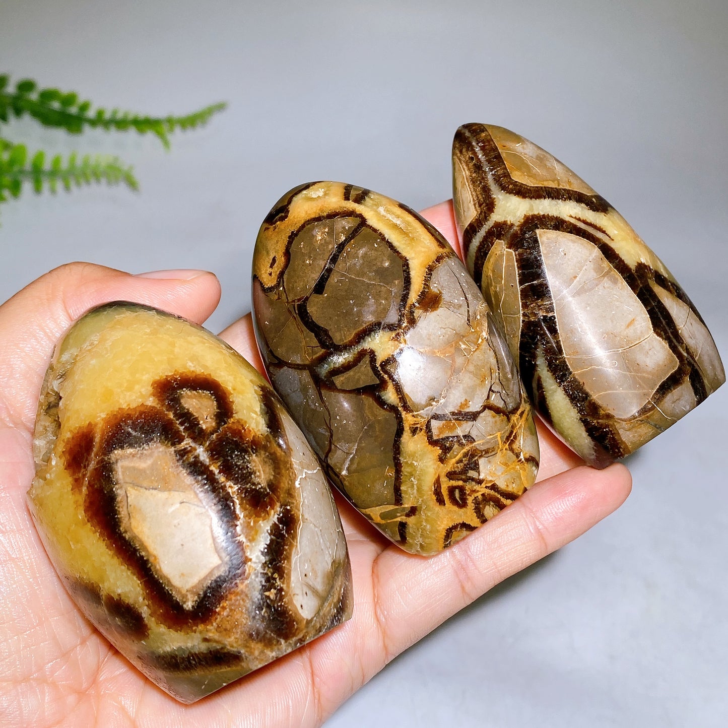 2.2"-4.0" Natural Serptarium Egg Wholesale