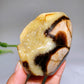 2.2"-4.0" Natural Serptarium Egg Wholesale
