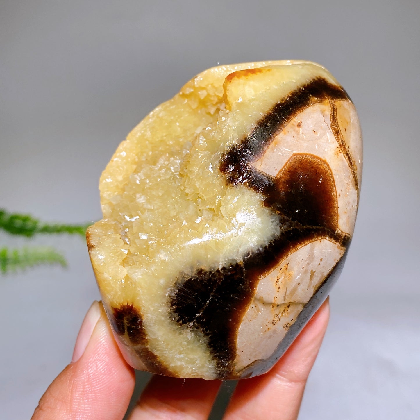 2.2"-4.0" Natural Serptarium Egg Wholesale
