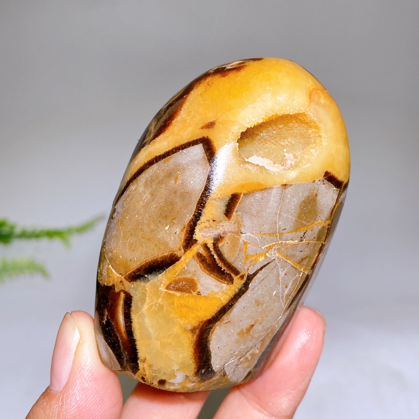 2.2"-4.0" Natural Serptarium Egg Wholesale