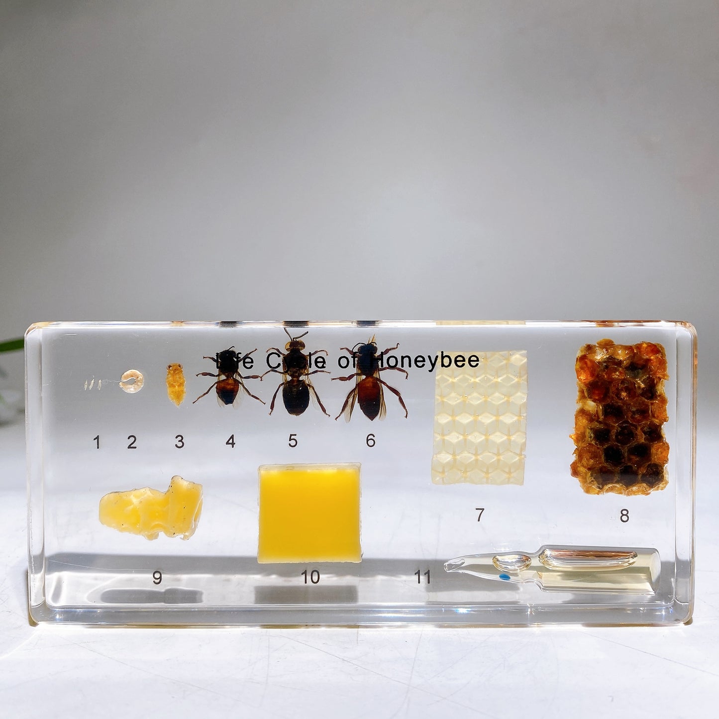 Resin Life Cycle of Honeybee Free Form Crystal Healing Bulk Wholesale