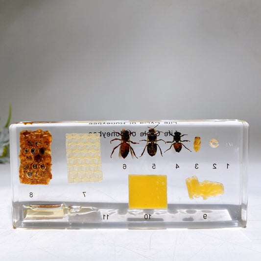 Resin Life Cycle of Honeybee Free Form Crystal Healing Bulk Wholesale