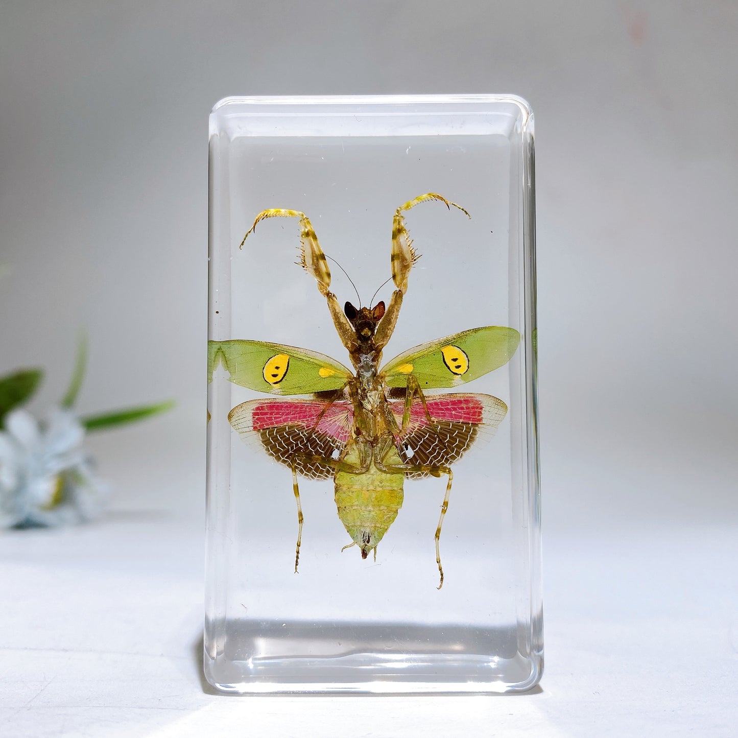 Resin Mantis Free Form Crystal Healing Bulk Wholesale
