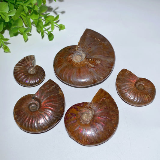 1.5"-3.5" Ammonite Specimen Bulk Wholesale