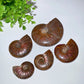 1.5"-3.5" Ammonite Specimen Crystal Healing Bulk Wholesale