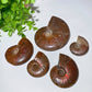 1.5"-3.5" Ammonite Specimen Crystal Healing Bulk Wholesale