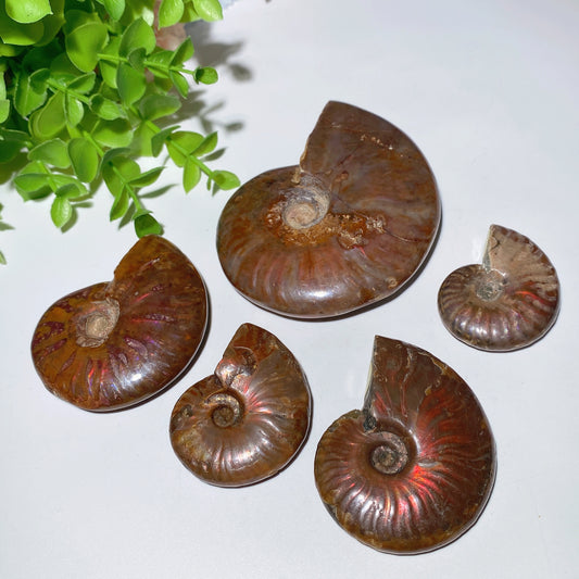 1.5"-3.5" Ammonite Specimen Bulk Wholesale