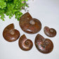 1.5"-3.5" Ammonite Specimen Bulk Wholesale