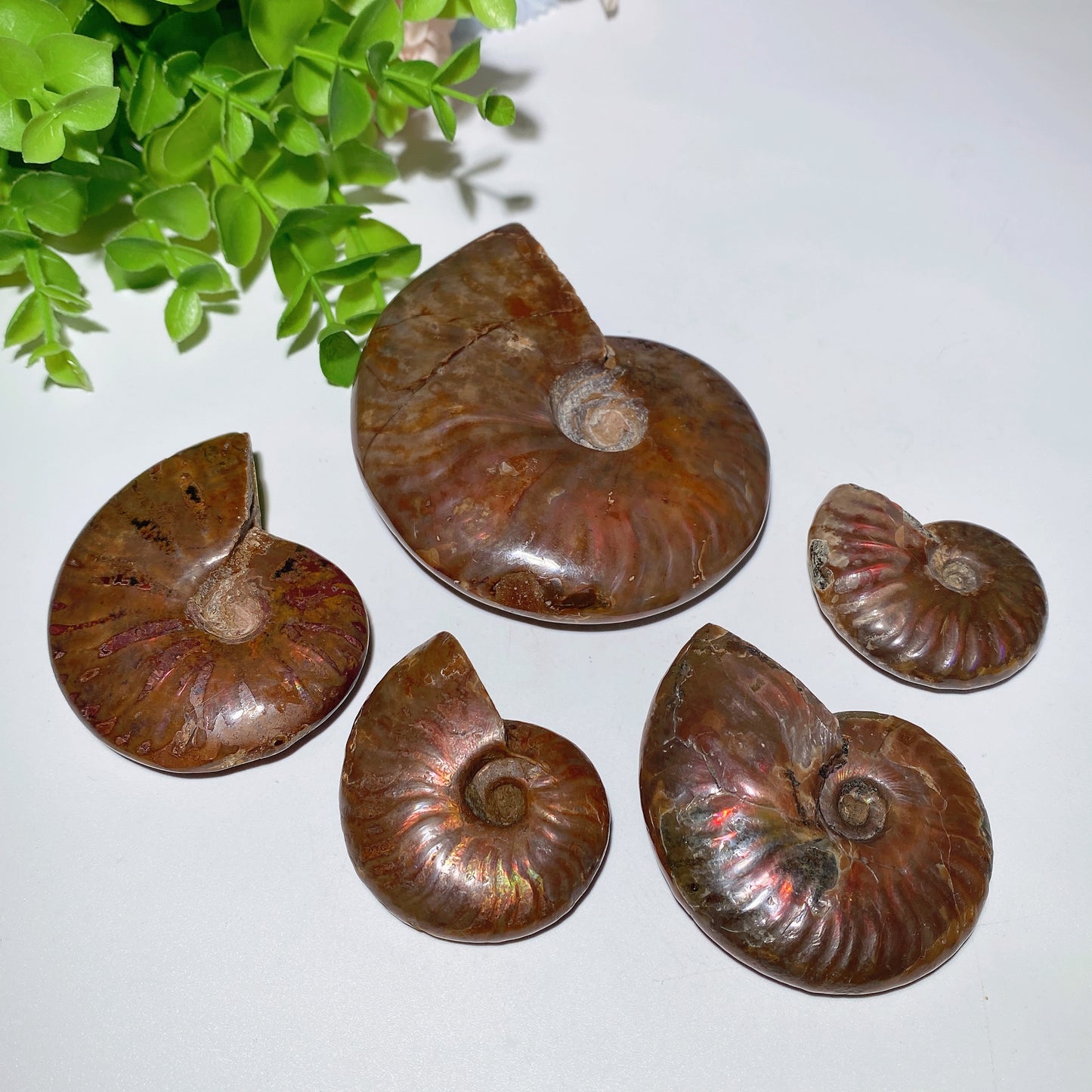 1.5"-3.5" Ammonite Specimen Bulk Wholesale