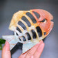 5.5" Natural Fish Skeleton Carving Wholesale New Arrival