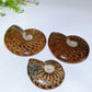 2.8"-5.5" Ammonite Specimen Crystal Healing Bulk Wholesale