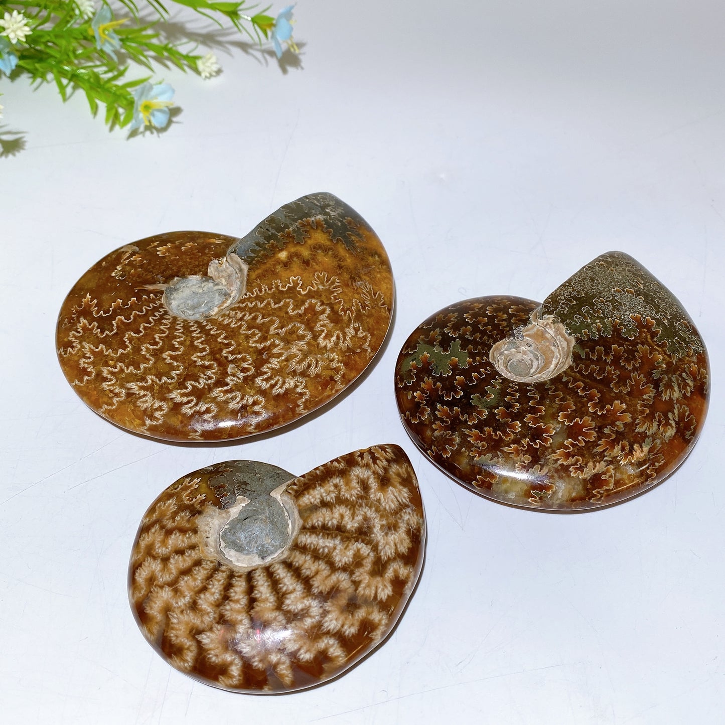 2.8"-5.5" Ammonite Specimen Bulk Wholesale