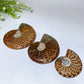 2.8"-5.5" Ammonite Specimen Bulk Wholesale