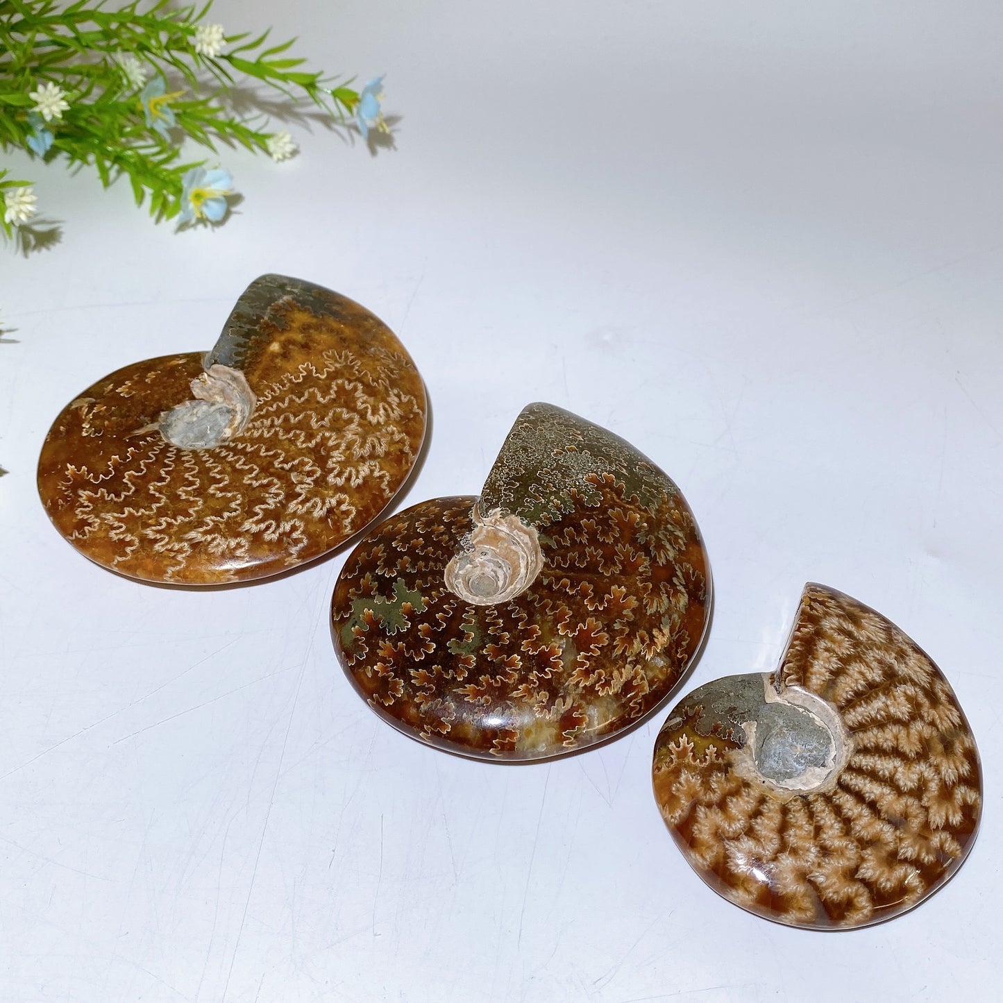 2.8"-5.5" Ammonite Specimen Crystal Healing Bulk Wholesale