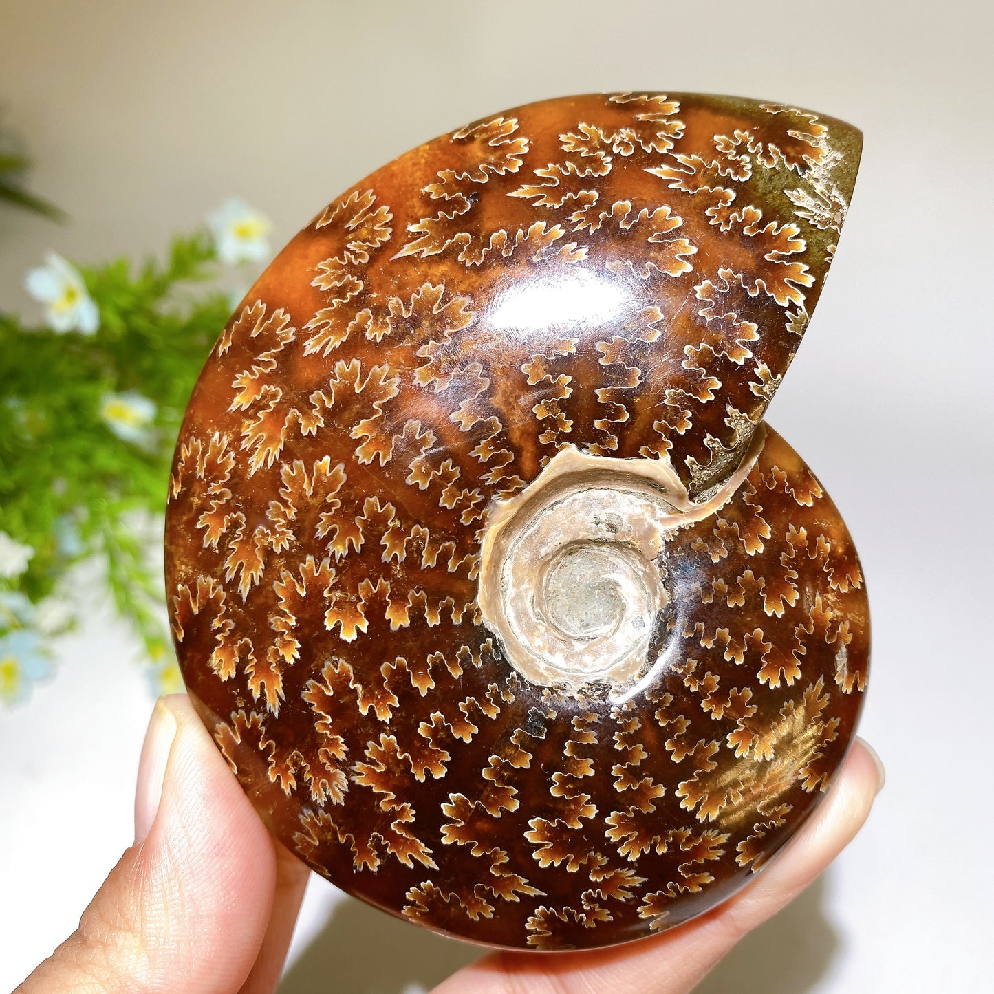 2.8"-5.5" Ammonite Specimen Crystal Healing Bulk Wholesale