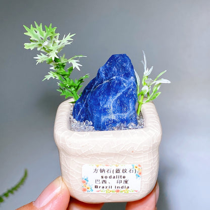 Natural Crystal Specimen Bonsai WholesaleSodalite