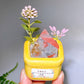 Natural Crystal Specimen Bonsai WholesaleSodalite