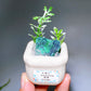 Natural Crystal Specimen Bonsai WholesaleSodalite