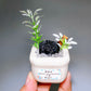 Natural Crystal Specimen Bonsai WholesaleSodalite