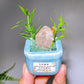 Natural Crystal Specimen Bonsai WholesaleSodalite