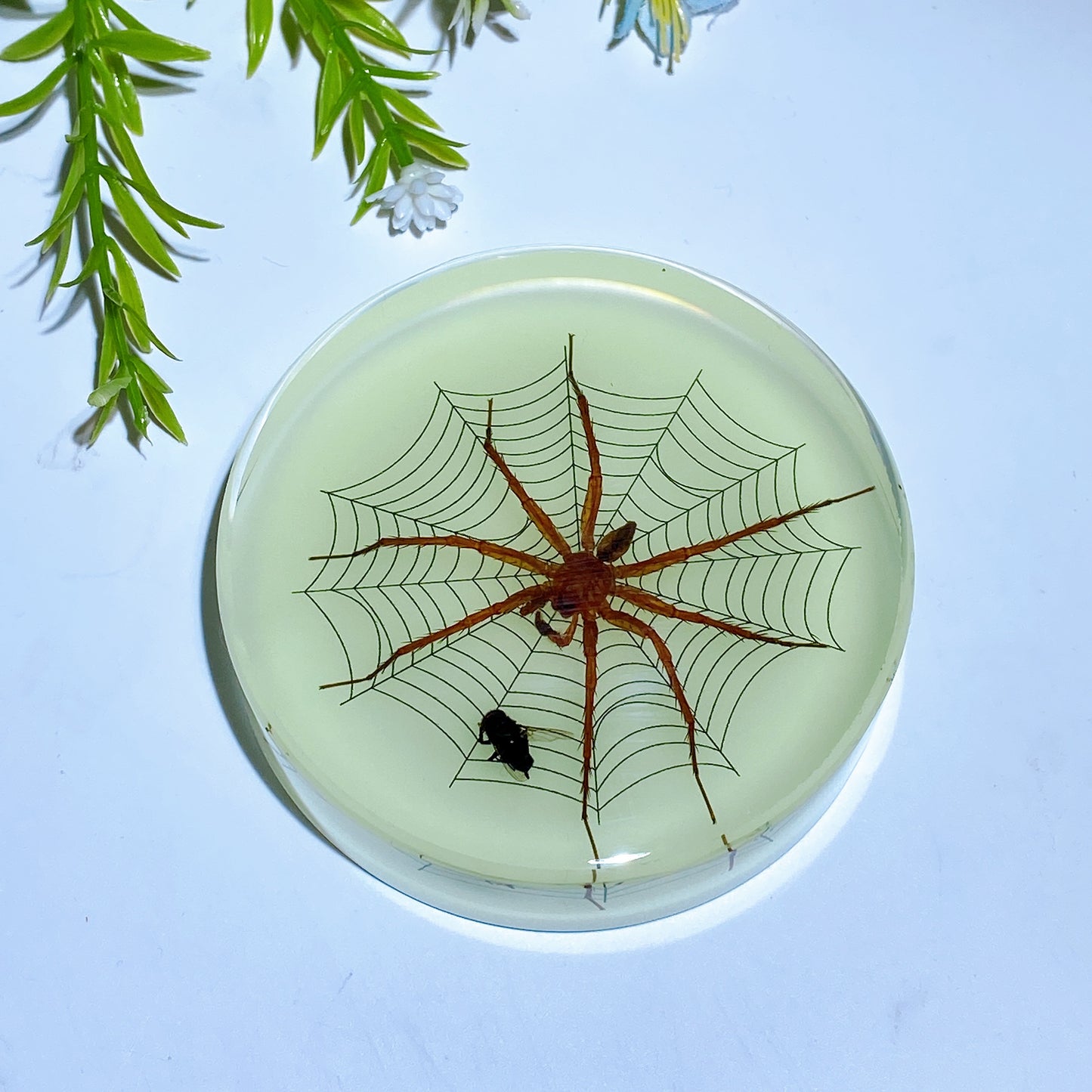 8.5cm Luminous Round Slab with Insect Crystal Healing Bulk Wholesale