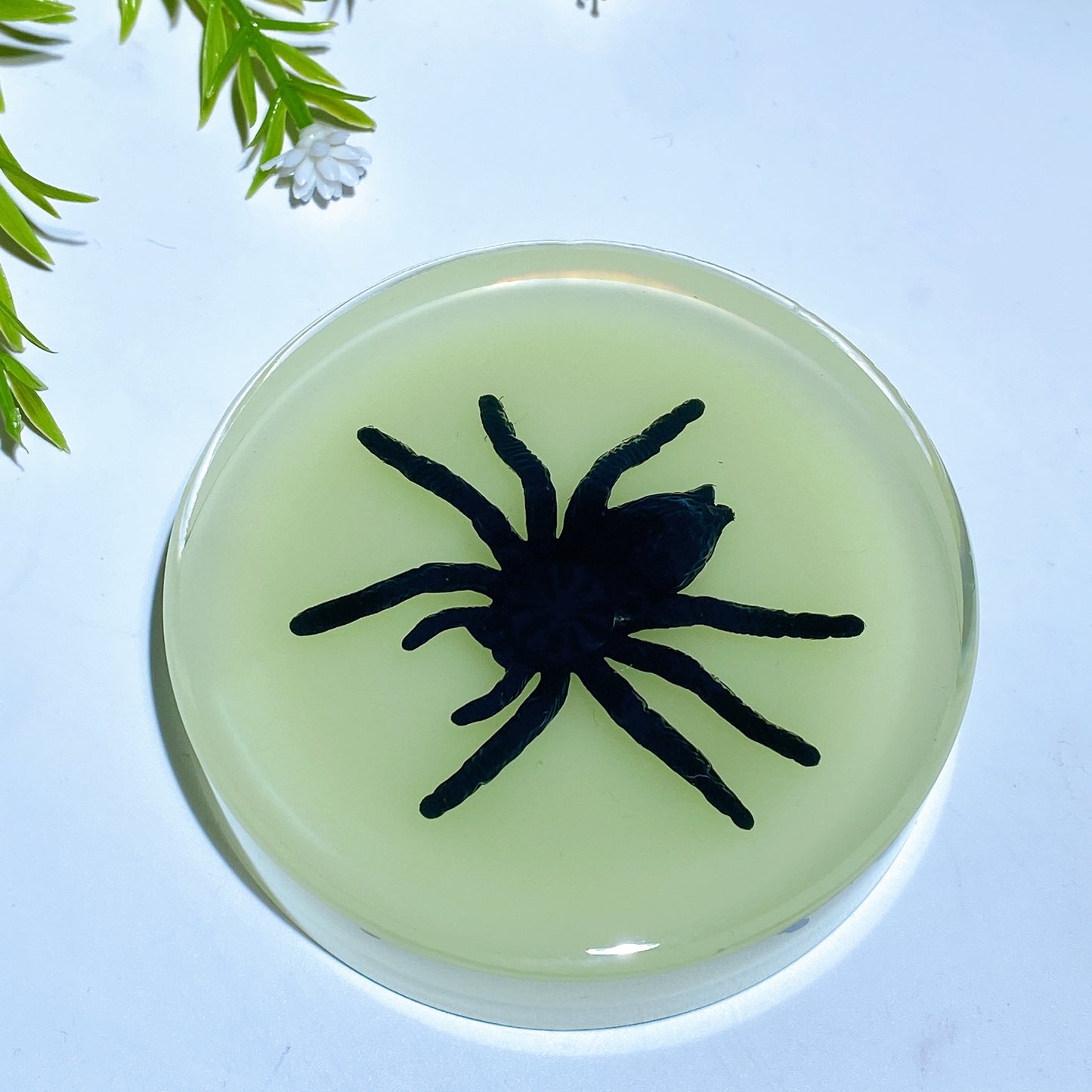 8.5cm Luminous Round Slab with Insect Crystal Healing Bulk Wholesale