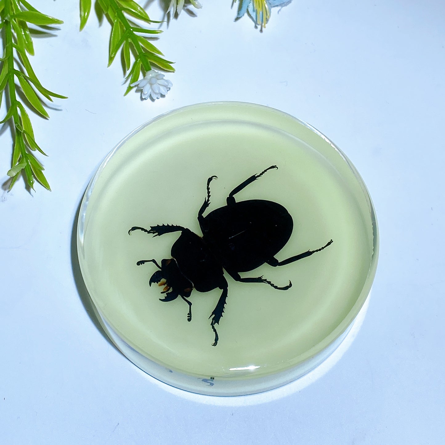 8.5cm Luminous Round Slab with Insect Crystal Healing Bulk Wholesale