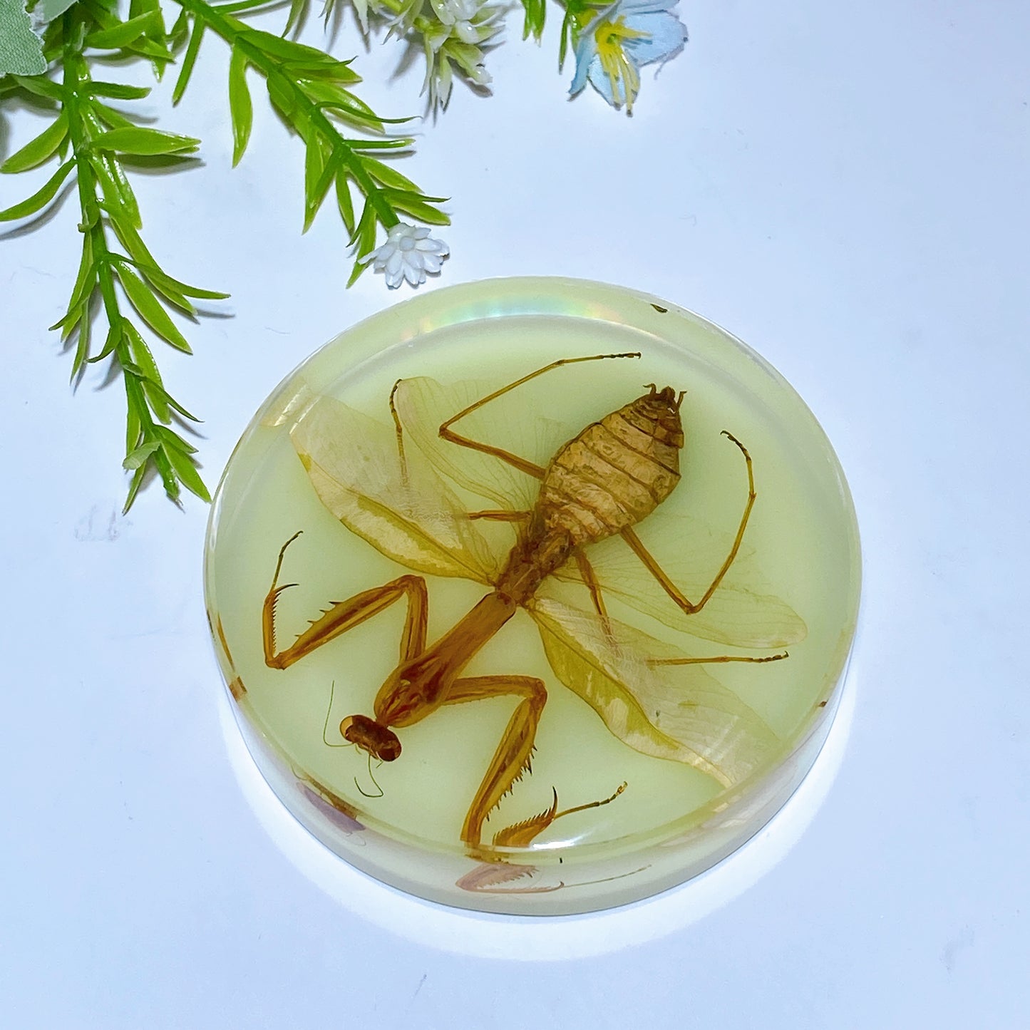 8.5cm Luminous Round Slab with Insect Crystal Healing Bulk Wholesale