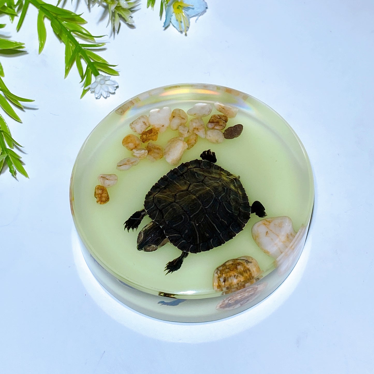 8.5cm Luminous Round Slab with Insect Crystal Healing Bulk Wholesale