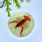 8.5cm Luminous Round Slab with Insect Crystal Healing Bulk Wholesale