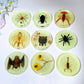 8.5cm Luminous Round Slab with Insect Crystal Healing Bulk Wholesale